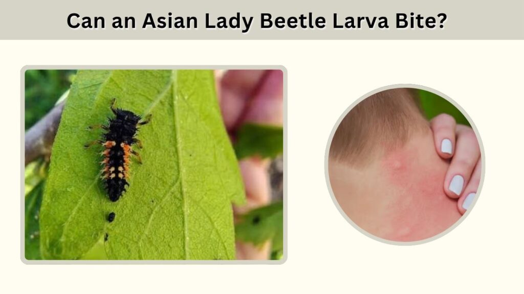 Can an Asian Lady Beetle Larva Bite?