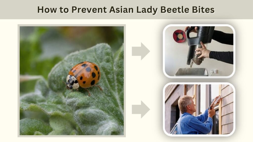 How to Prevent Asian Lady Beetle Bites