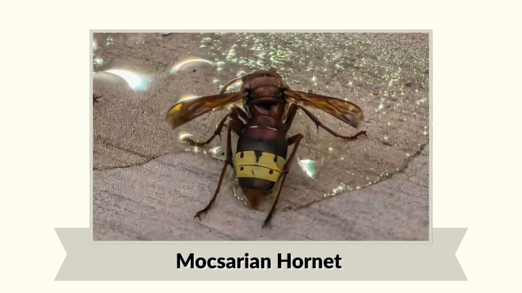 Mocsarian Hornet