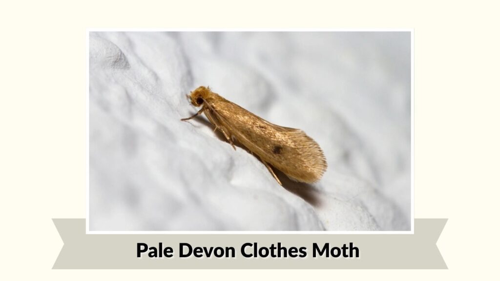 Pale Devon Clothes Moth