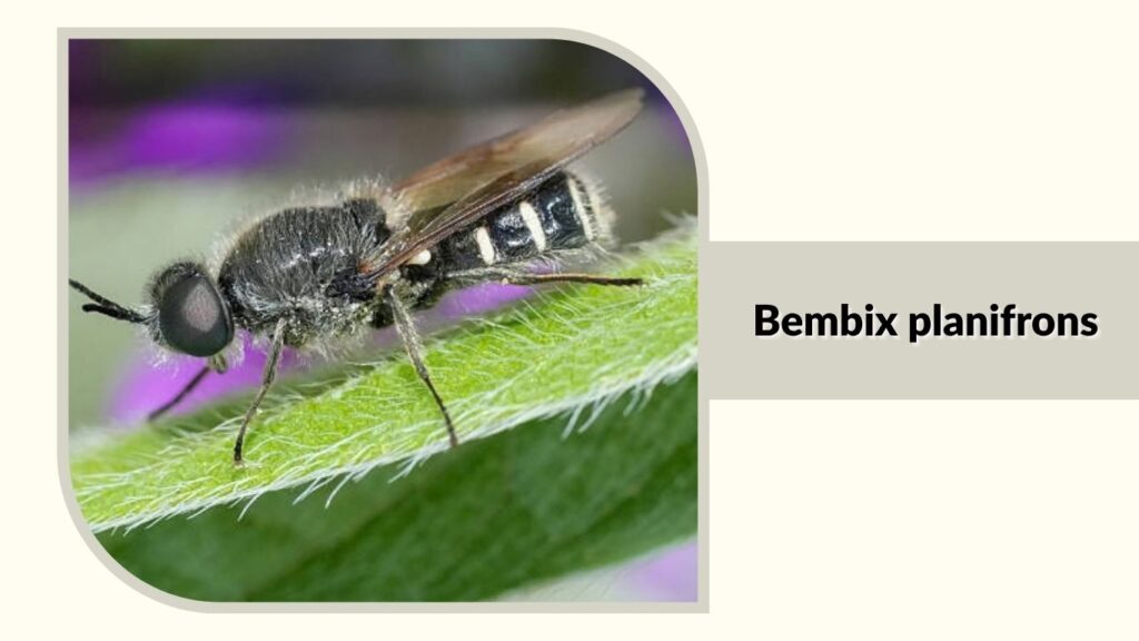 Bembix planifrons