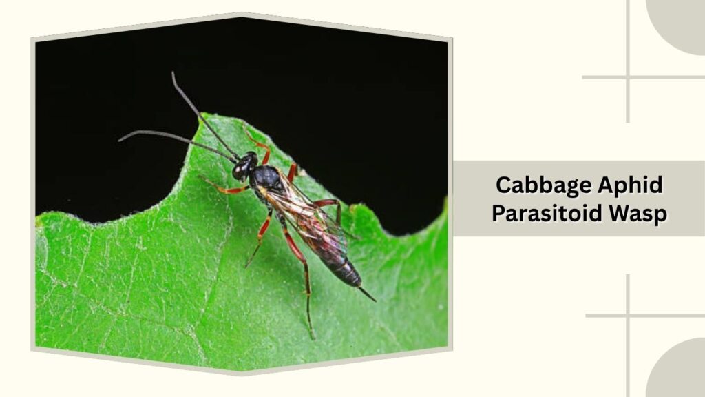 Cabbage Aphid Parasitoid Wasp