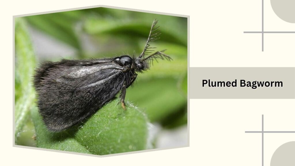 Plumed Bagworm
