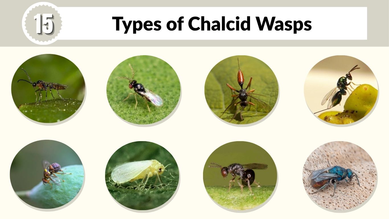 15 Types of Chalcid Wasps: Identification and Facts