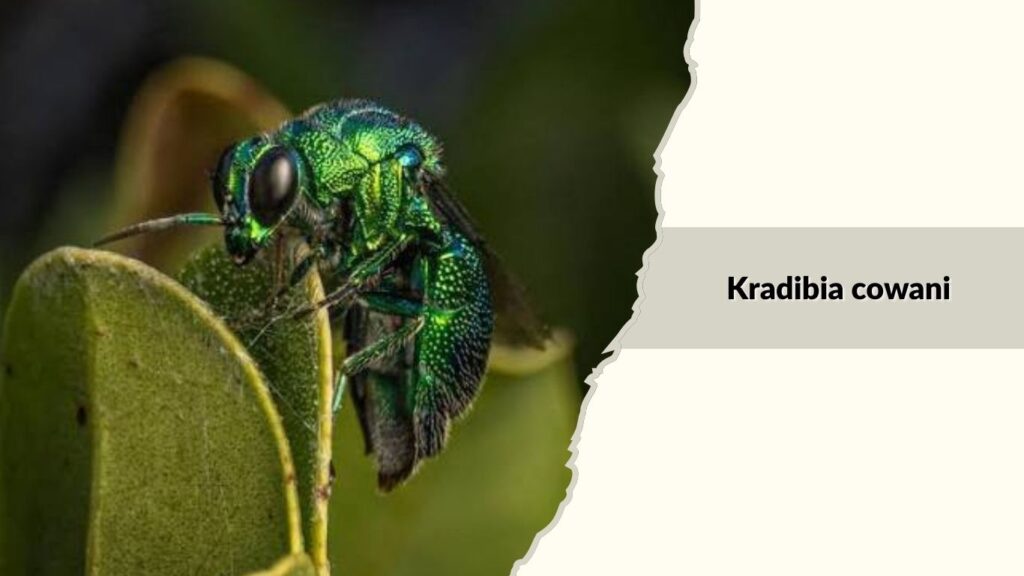 Kradibia cowani