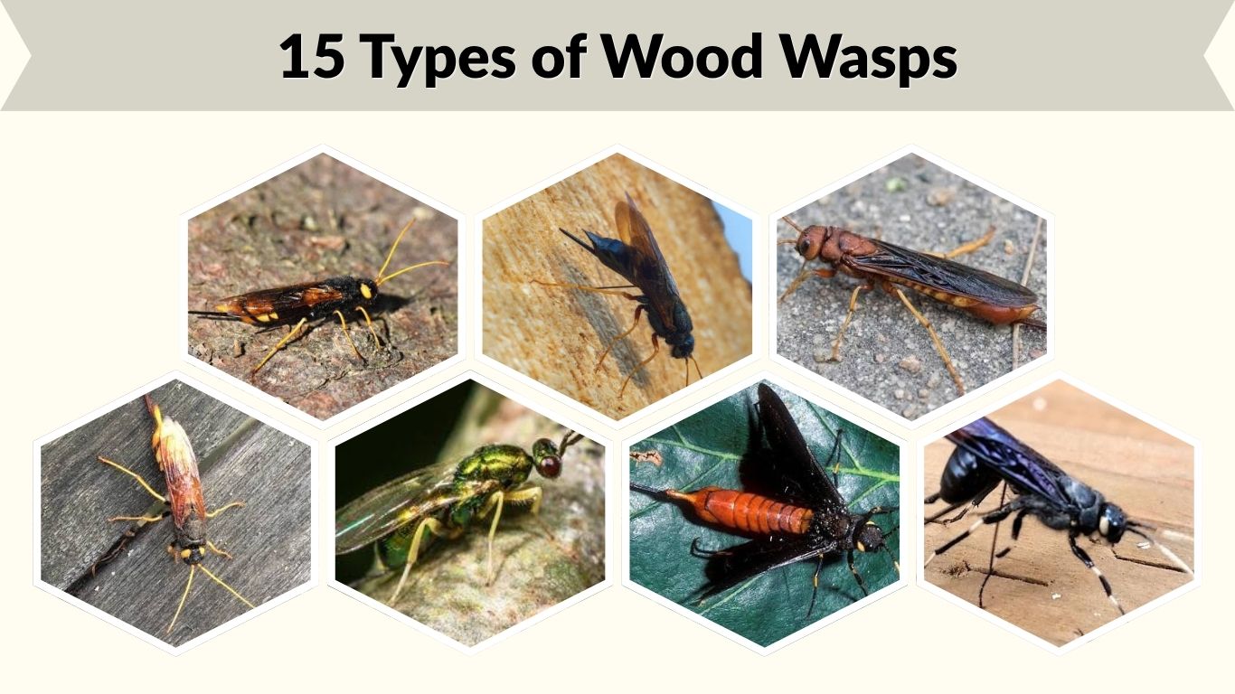15 Types of Wood Wasps: Identification, Habitat, and Facts