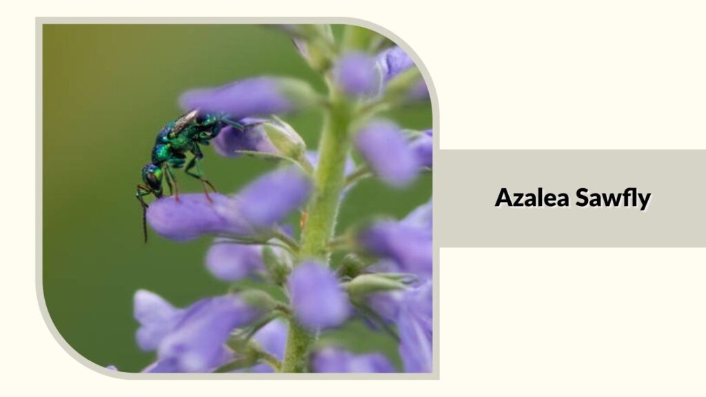 Azalea Sawfly