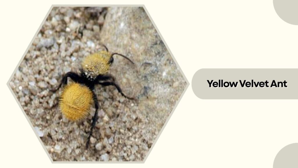 Yellow Velvet Ant