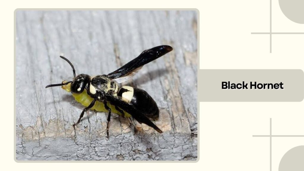 Black Hornet