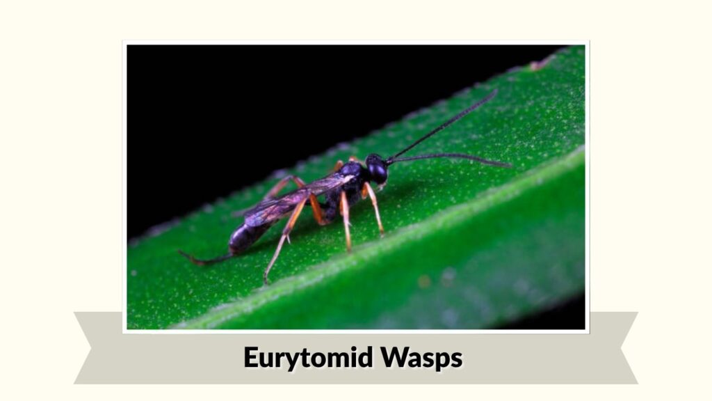 Eurytomid Wasps