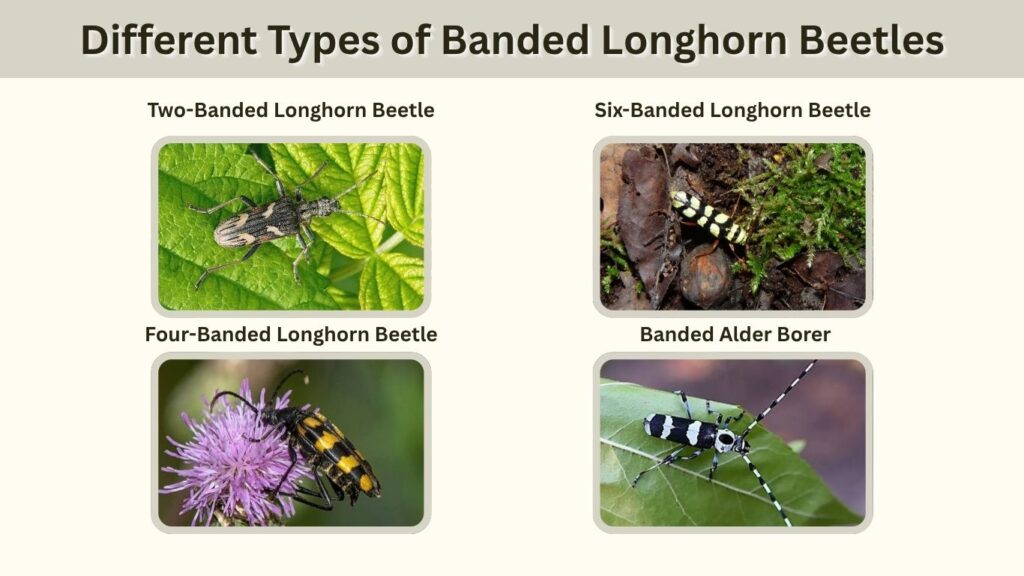 Different Types of Banded Longhorn Beetles