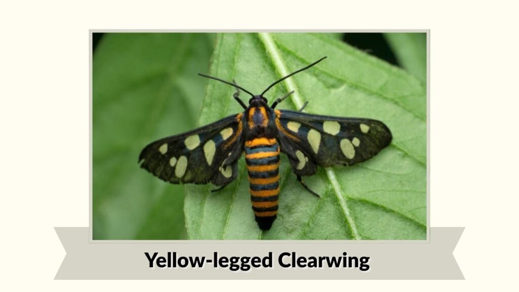 Yellow-legged Clearwing