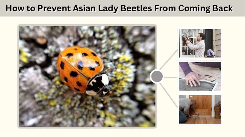 How to Prevent Asian Lady Beetles From Coming Back
