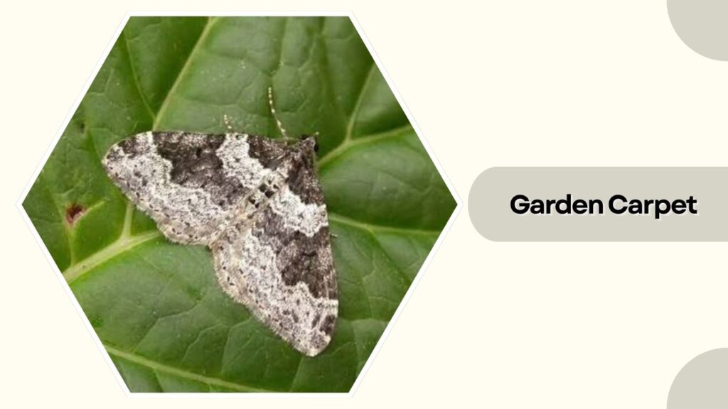 Garden Carpet