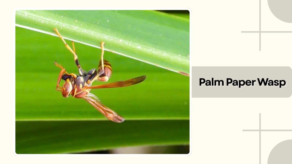  Palm Paper Wasp