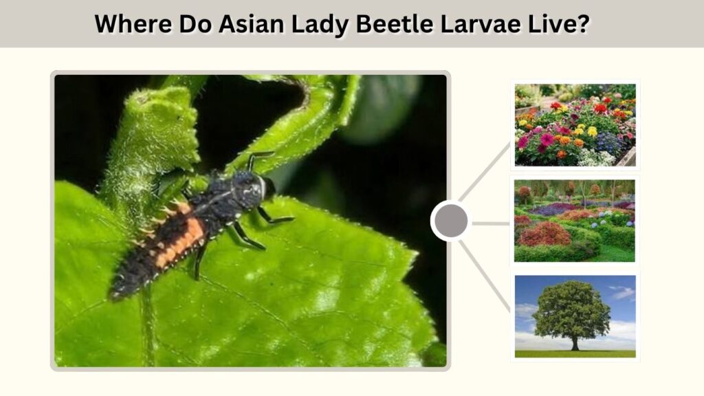 Where Do Asian Lady Beetle Larvae Live?