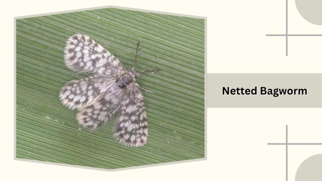Netted Bagworm