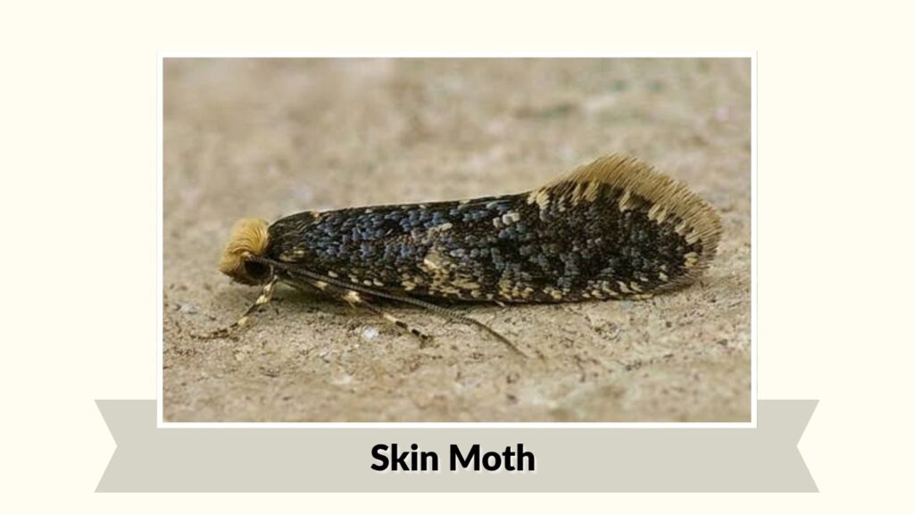 Skin Moth