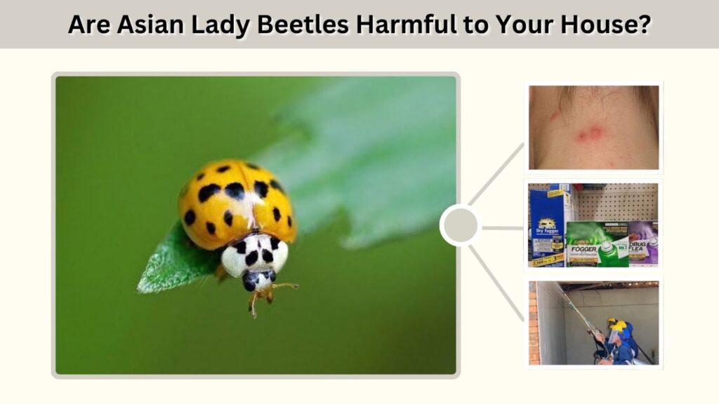 Are Asian Lady Beetles Harmful to Your House?