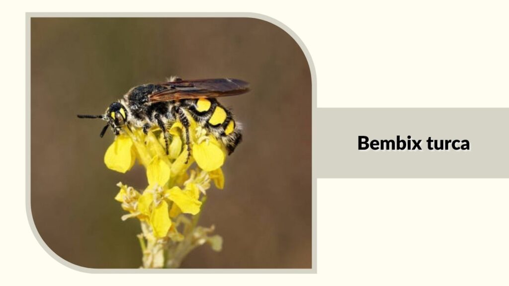 Bembix turca