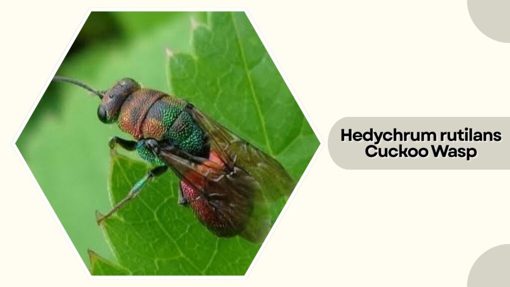 Hedychrum rutilans Cuckoo Wasp