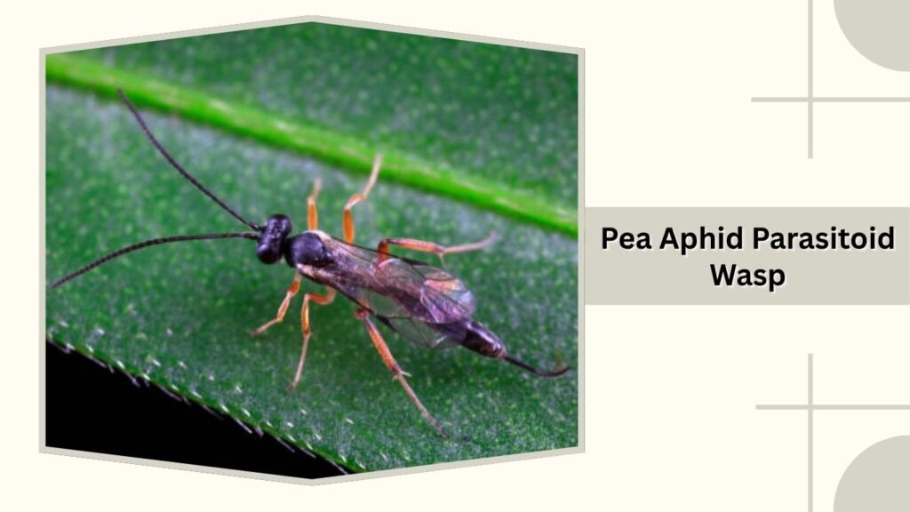 Pea Aphid Parasitoid Wasp 