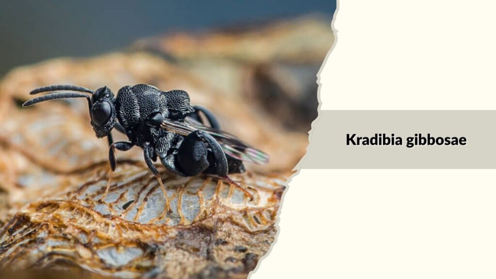 Kradibia gibbosae