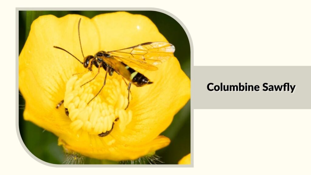 Columbine Sawfly 