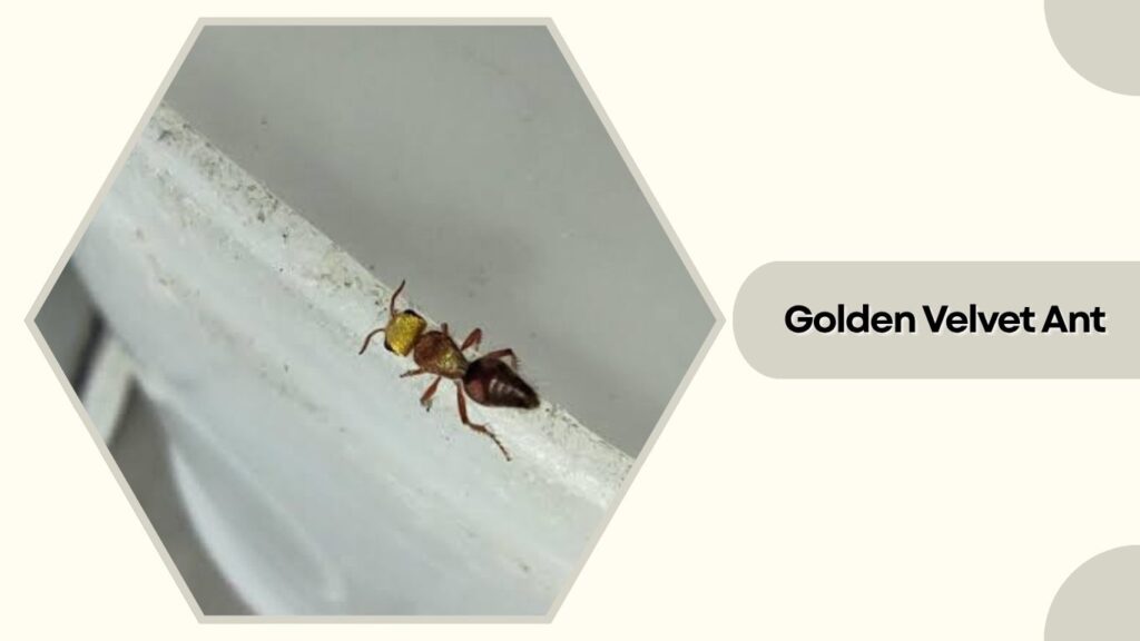 Golden Velvet Ant