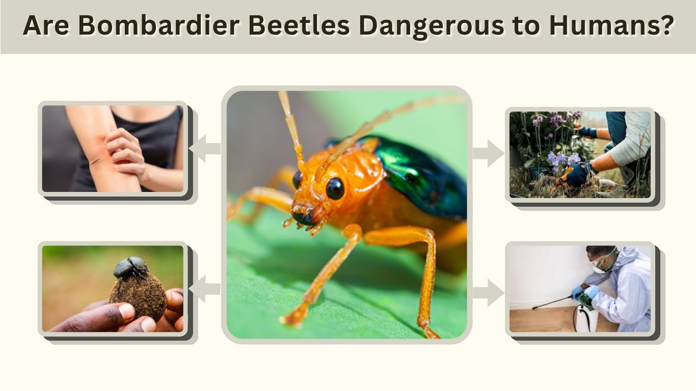 Are Bombardier Beetles Dangerous to Humans? Risks & Safety