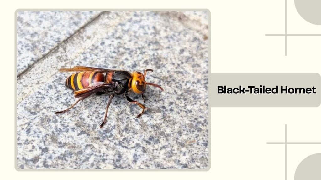 Black-Tailed Hornet