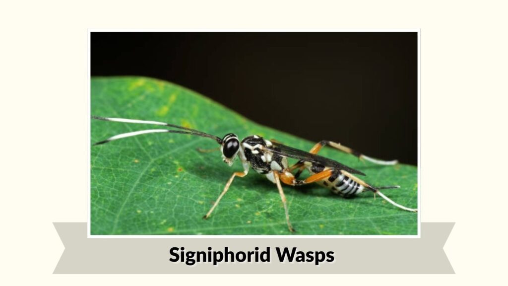 Signiphorid Wasps