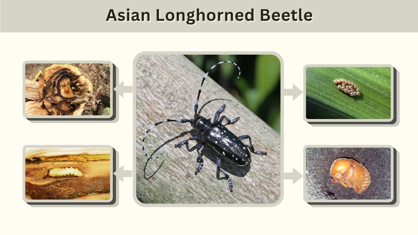 Asian Longhorned Beetle: Identification, Damage & Control