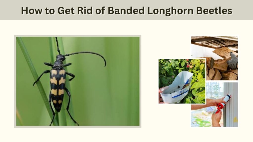 How to Get Rid of Banded Longhorn Beetles