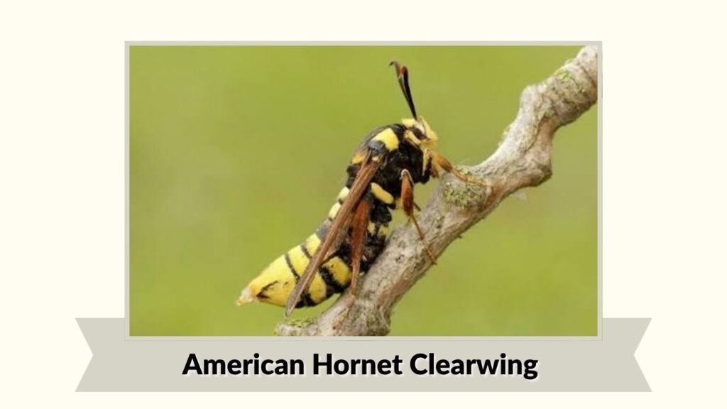American Hornet Clearwing