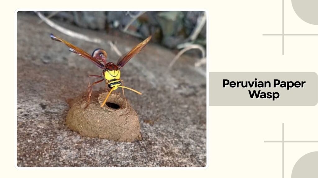  Peruvian Paper Wasp