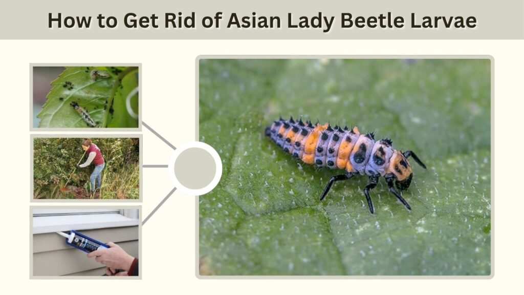 How to Get Rid of Asian Lady Beetle Larvae