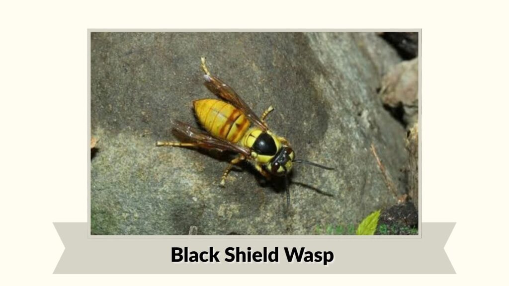 Black Shield Wasp