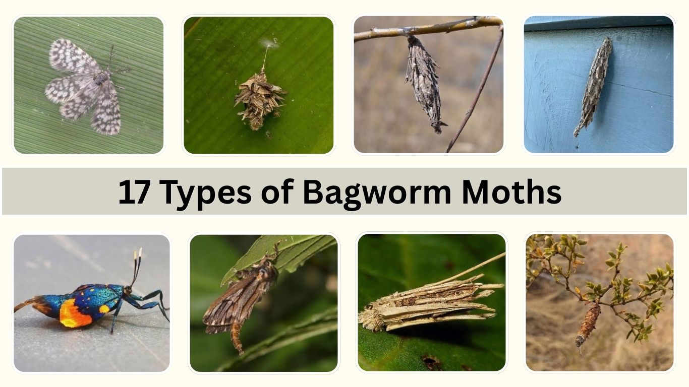 17 Types of Bagworm Moths: Identification with Pictures