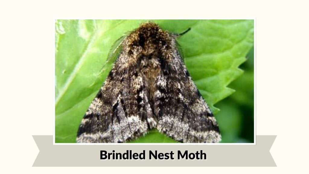Brindled Nest Moth