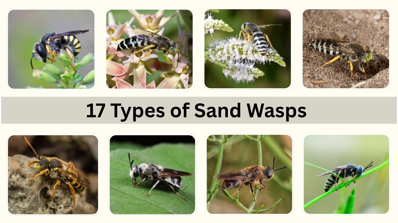 17 Types of Sand Wasps: Identification, Habitats and Facts