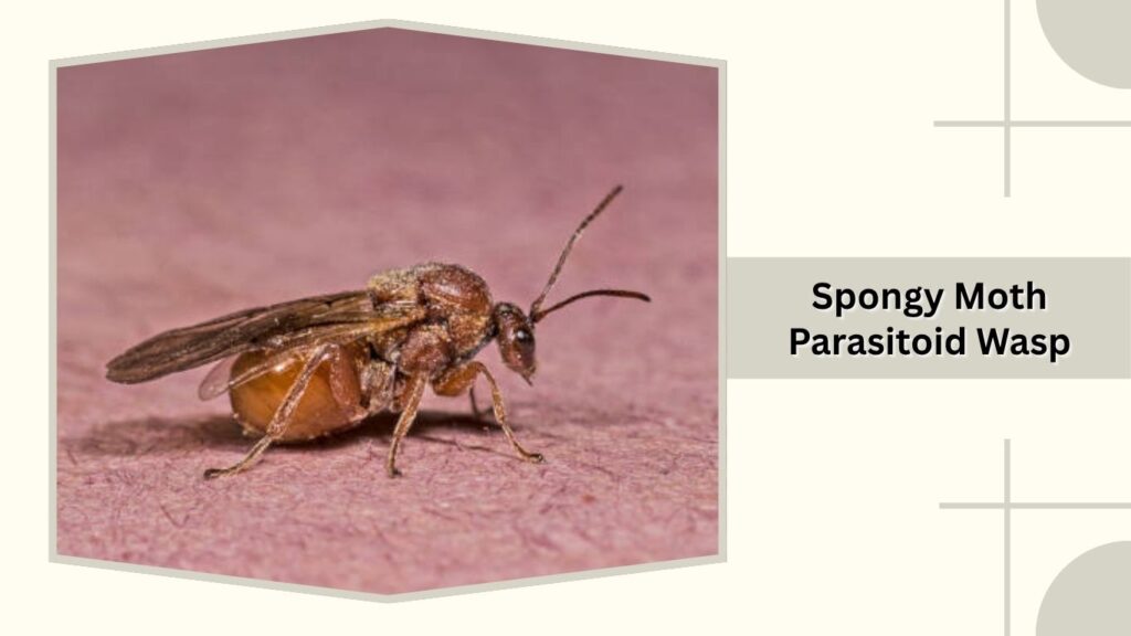  Spongy Moth Parasitoid Wasp