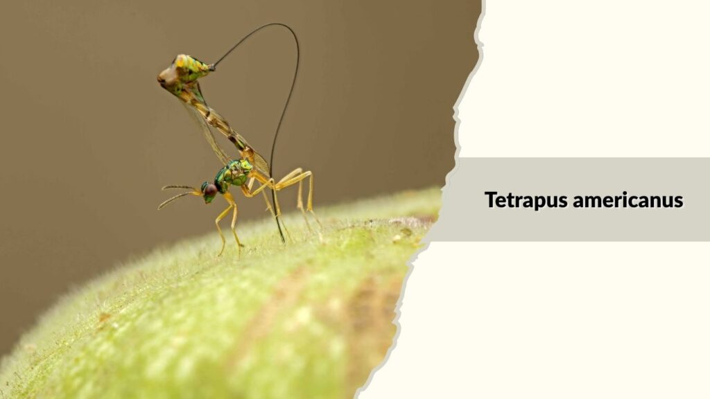 Tetrapus americanus