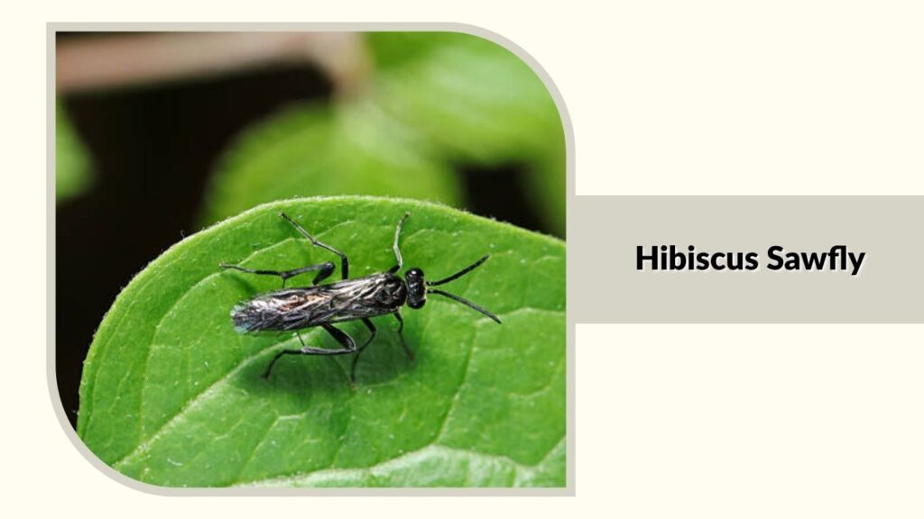 Hibiscus Sawfly