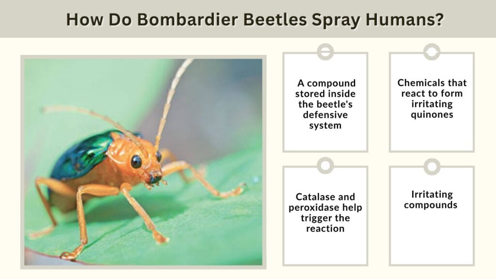 How Do Bombardier Beetles Spray Humans?