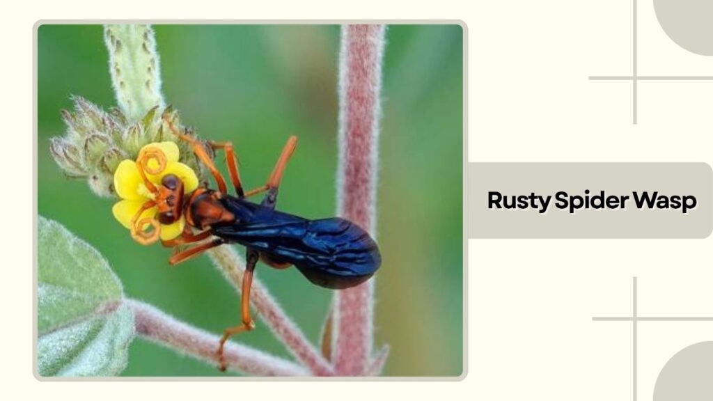 Rusty Spider Wasp