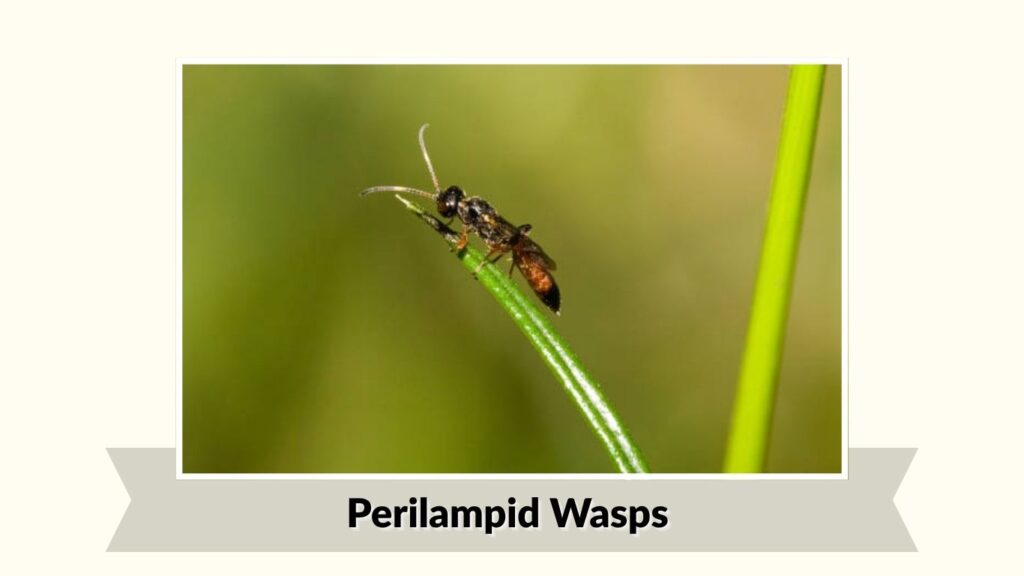 Perilampid Wasps