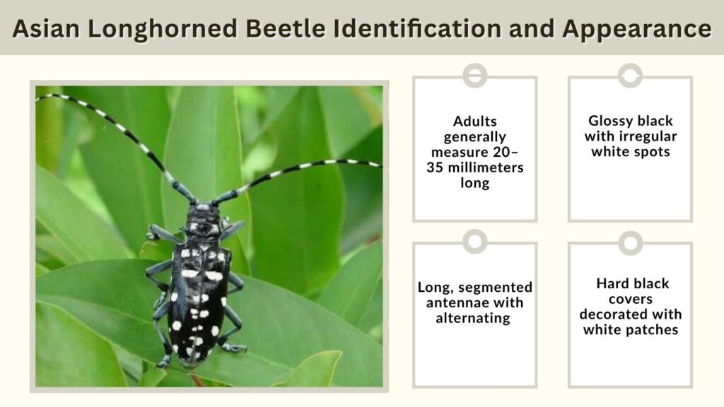 Asian Longhorned Beetle Identification and Appearance
