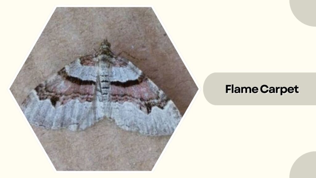 Flame Carpet
