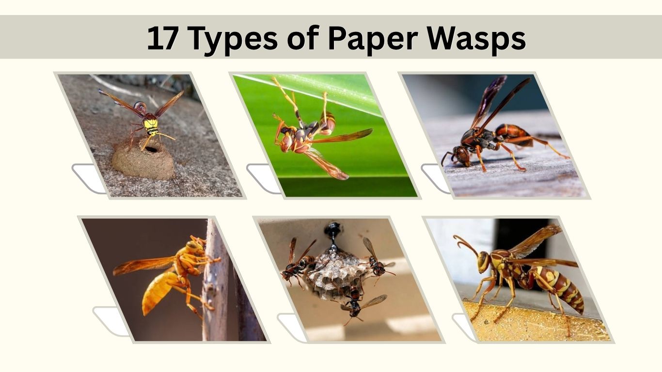 17 Types of Paper Wasps: Identification, Habitat & Facts